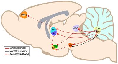 Cerebellar control of fear learning via the cerebellar nuclei–Multiple pathways, multiple mechanisms?